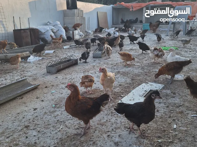 فراخ بلدي وبندوق براهما عمر شهرين عددهم 150 تقريبا نسبه الفرشات تفوق 90%