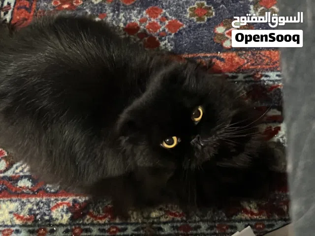 بسه للتبني سكوتش فولد