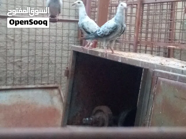 مجموعة افراح ومخلايف  وجواز