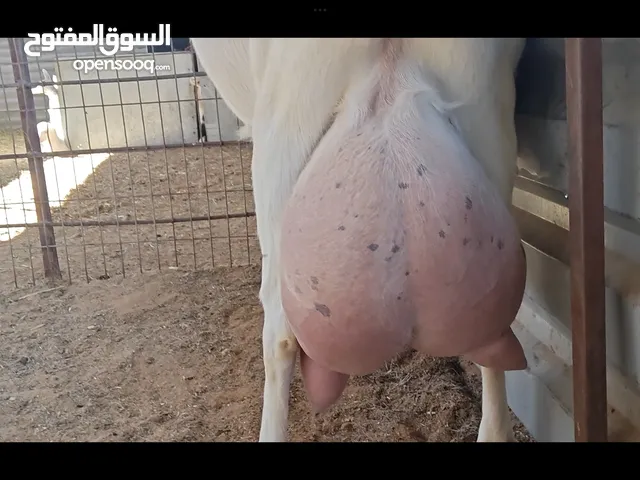 فحول ماعز السانين