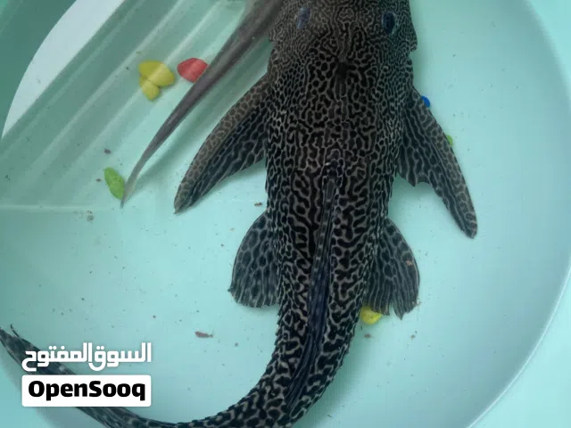 سمكه منضفه