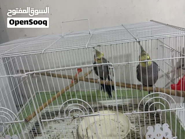 طيور كوكتيل