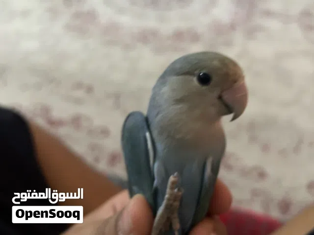 بغبغا انثى