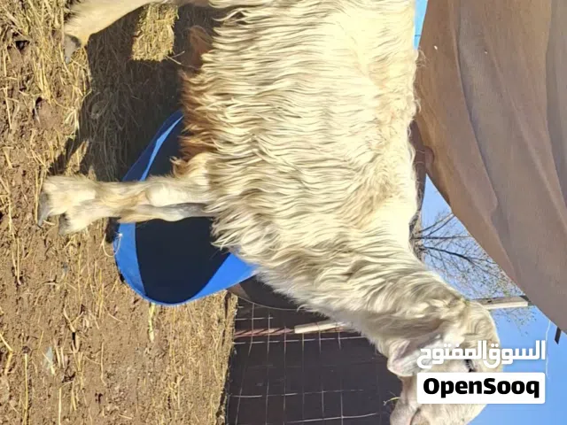 كبش نجدي فحل العمر تقريبا اقل عن 3 سنوات