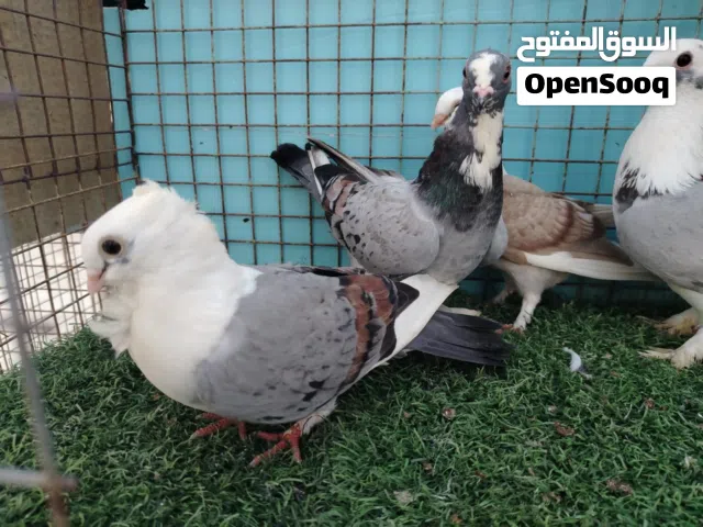 للبيع حمام حب رمان