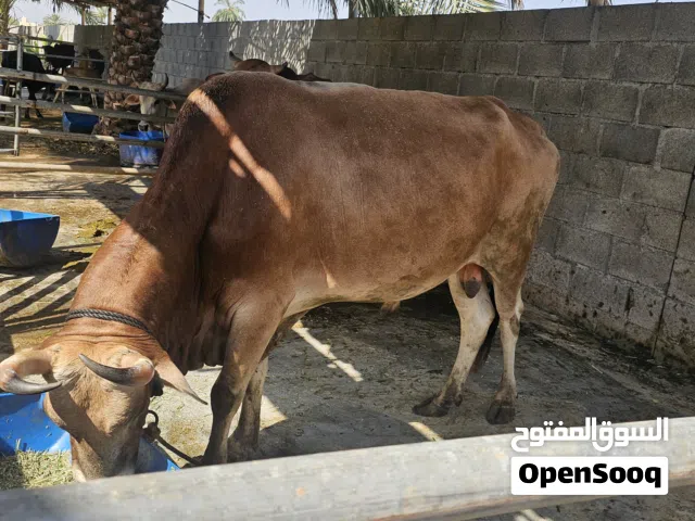 ثور عماني للبيع  قابل للجادين