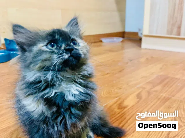 baby female  cat for sale