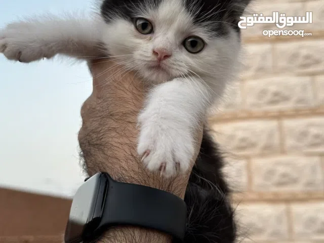 سكوتش ستريت