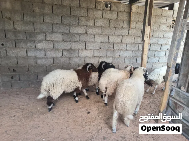 أضاحي للبيع