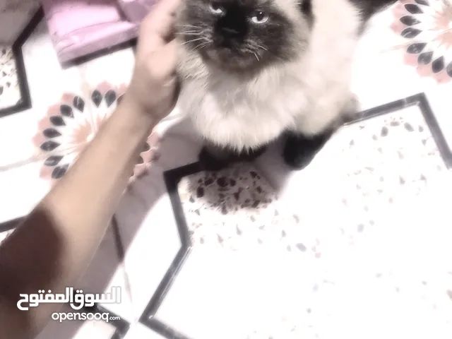 بزون مواصفاته كله جوه قره وصف وراح تفهم لا يفوتك لعرض عزيز مشاهد