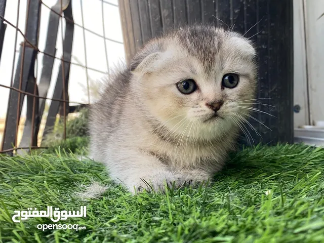 اجمل قطط سكوتش فولد ممكن تشوفهم