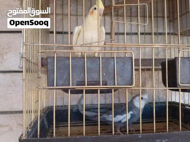 جوز كوكتيل تحتو 7بيضات مخصبات مع قفص كاسكو
