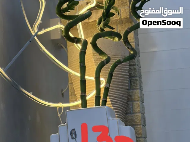 Indoor plant’s and items for sale in Alain