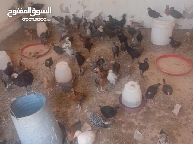 صوصان لا ................