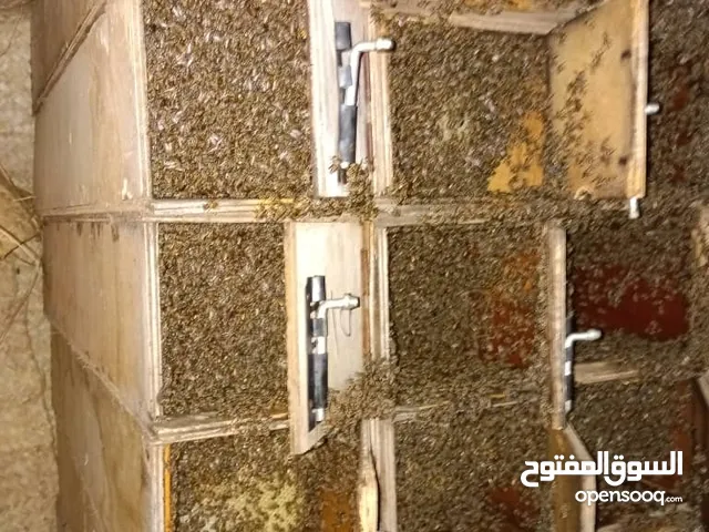 لبيع النحل البلدي مضمون لبيع العسل والنحل البلدي أصول درجه اولى بلكاش او مرينه وعلى الشرط لبيع النحل