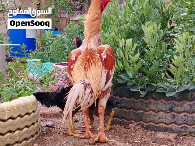 فرخات باكستاني (هاراتي) دم حر خط أول متاح بفضل الله فرخات باكستاني عمر من 9 شهور لل سنة ونص واكثر