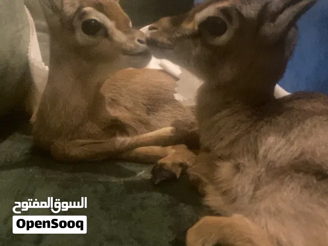 غزال بالعين