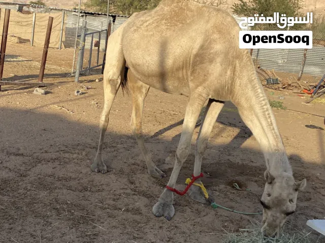 للبيع ناقه مدني