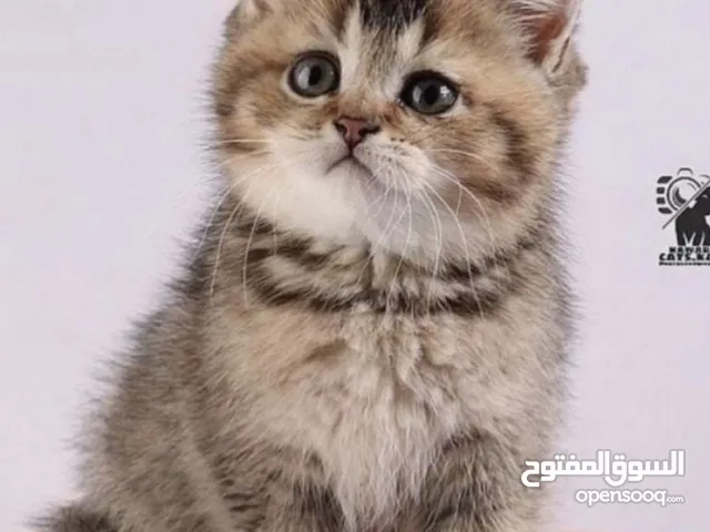 برتش سكوتش فولد : قطط برتش فولد للبيع في الكويت على السوق المفتوح