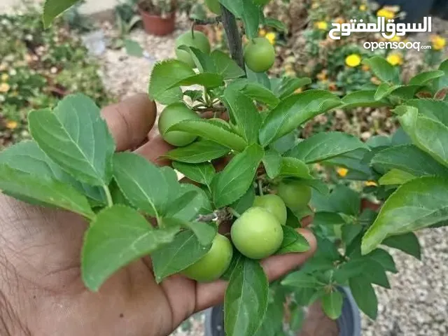 مختص في قص و تقنيب الاشجار زيتون او لوزيات او حمضيات او اشجار زينه #وتطعيم_جميع_الأشجار هاتف