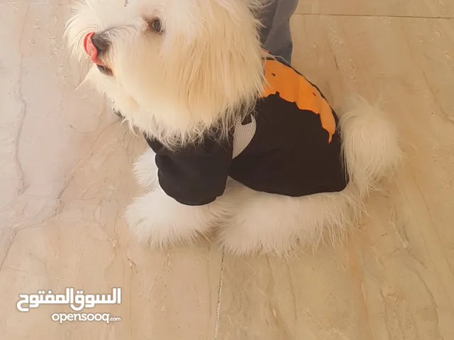 كلب مالتيز
