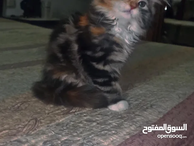 شرازي فارسي عمر شهرين وخمس ايام