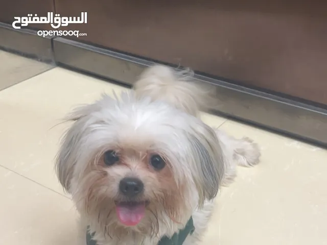 كلب مالتيز..