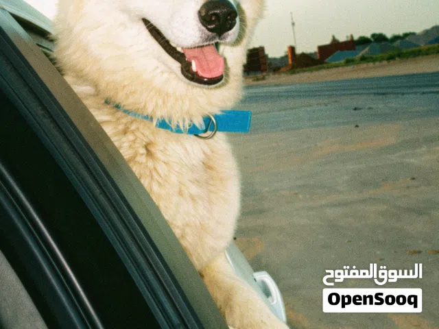 ذكر هاسكي للبيع