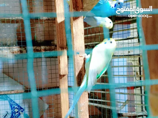 طيور حب للبيع زوج
