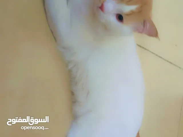 cat for adoption please only serious person contact me thanks