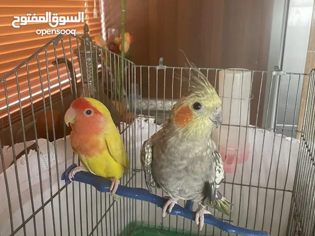 كوكتيل وروز