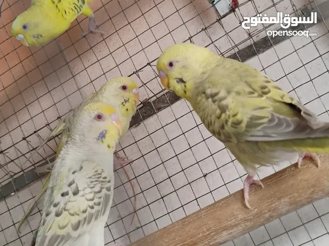 للبيع زوجين فالوا منتج