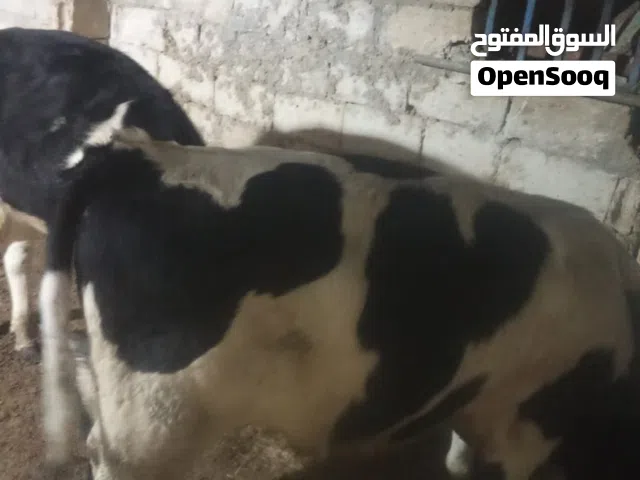 عجل عمر 10شهر