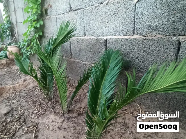 شجرة ملكية
