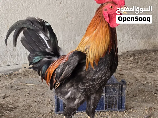 متاح ديج عرب