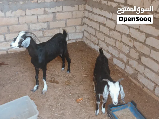 عنز عربية تنية تحتها جدي الله يبارك
