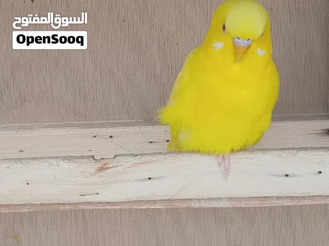 بادجي لون لاتيني عيون حمر اقرا الوصف