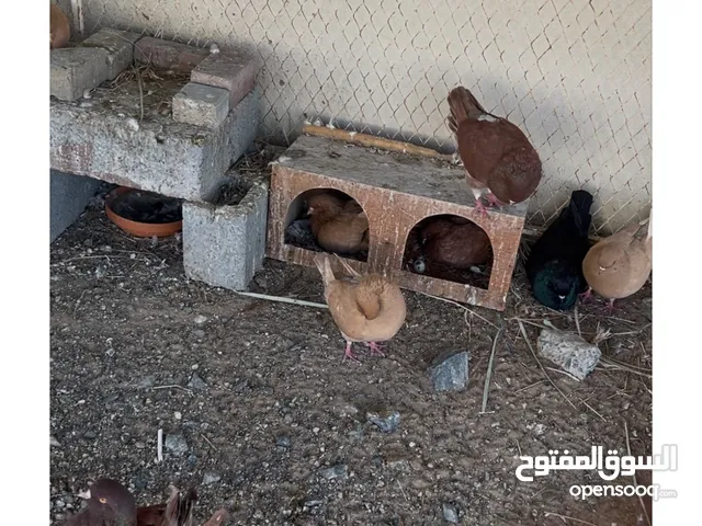 حمام كنق الوان جميلة