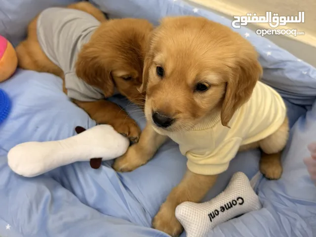 Golden Retriever Puppies