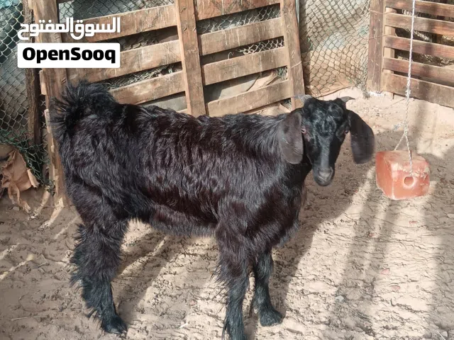 تيس عماني اسود بالكامل