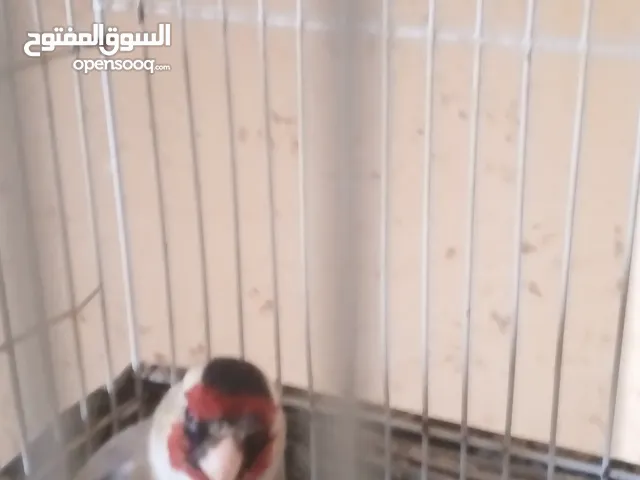 حسون جلب قديم