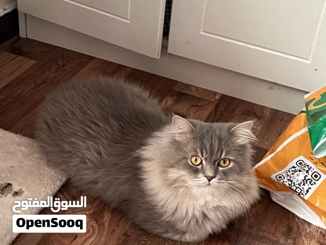 4 years old vaccine potty train cat