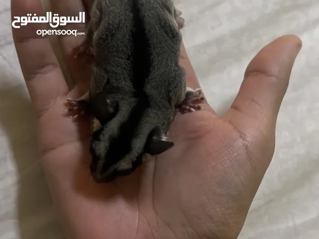 العمر شهرين ونص