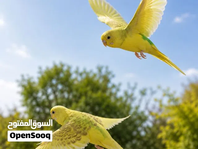 طيور بادجي اليفه مدربة طيران حر