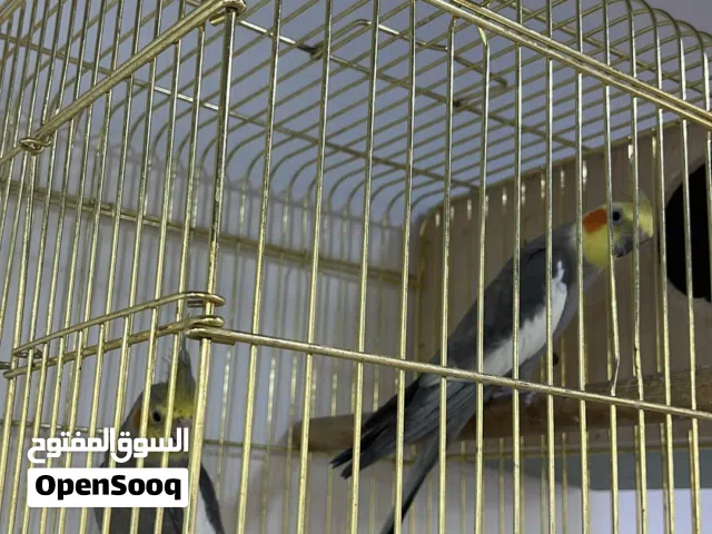 زوج كروان حبات جانبو منتجين مع قفس كبير خانه