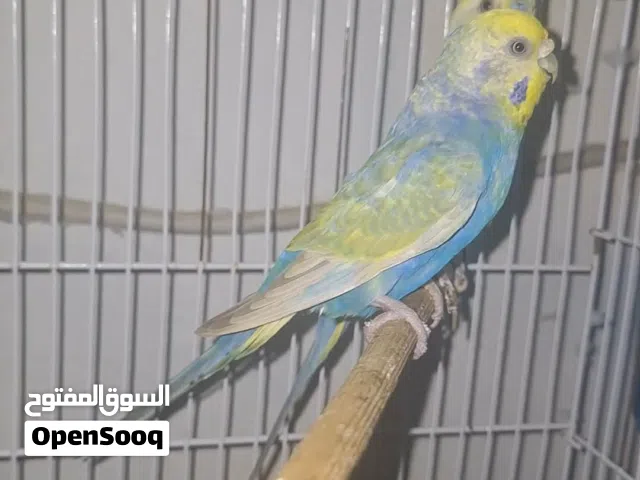 كوبية رينبو درجة تبارك الرحمن اقرى الوصف