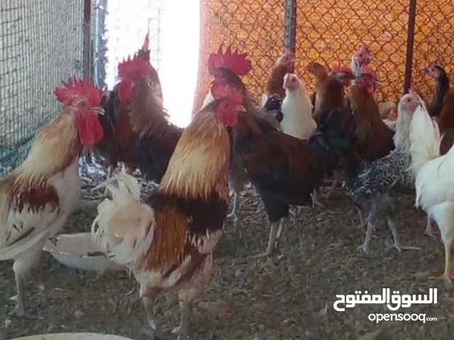 دياكه ودجاج عمانيه وفرنسيه بجميع الأحجام