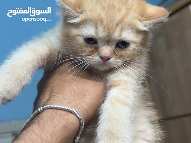 سكوتش ستريت العمر شهرين ذكر