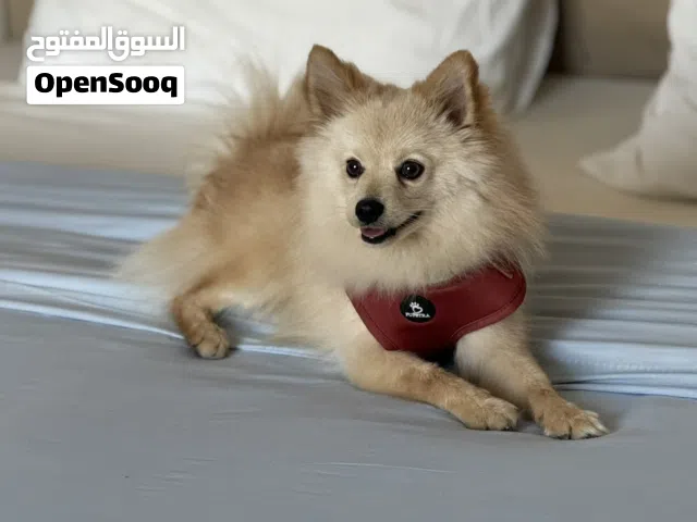 كلب بوميرانيان