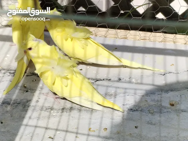 ثلاث مخاليف هوجو رومو لاتينو عين حمرة دبل كرست